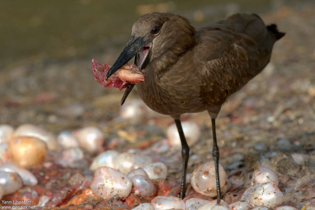 Hamerkopadult, feeding habits