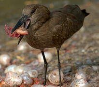 Hamerkop