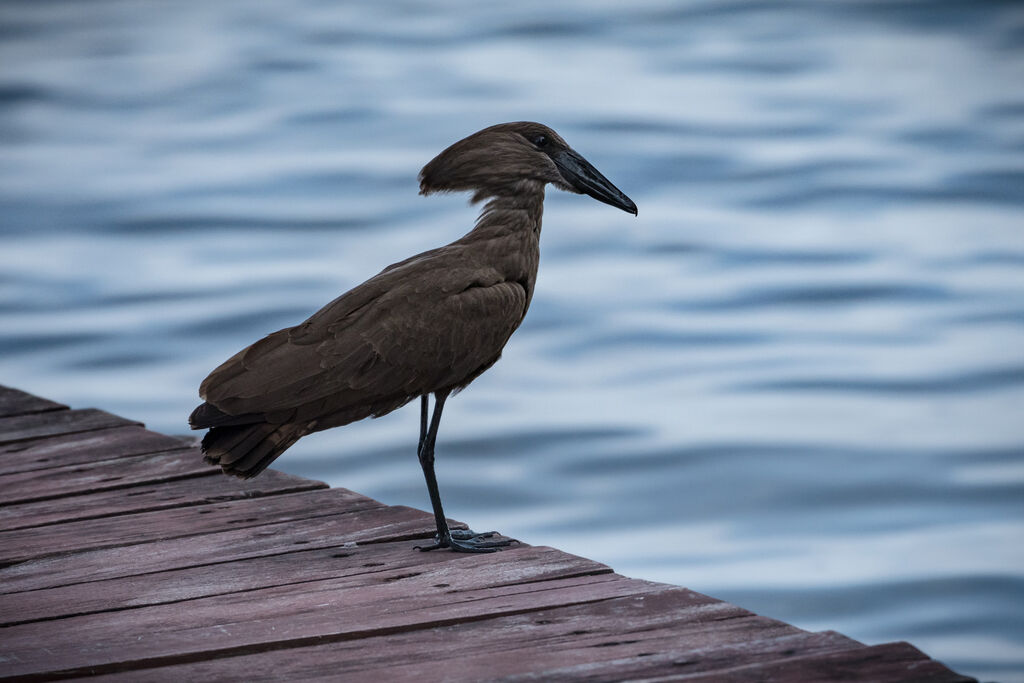 Hamerkop