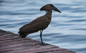 Hamerkop