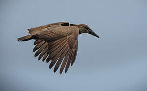 Hamerkop