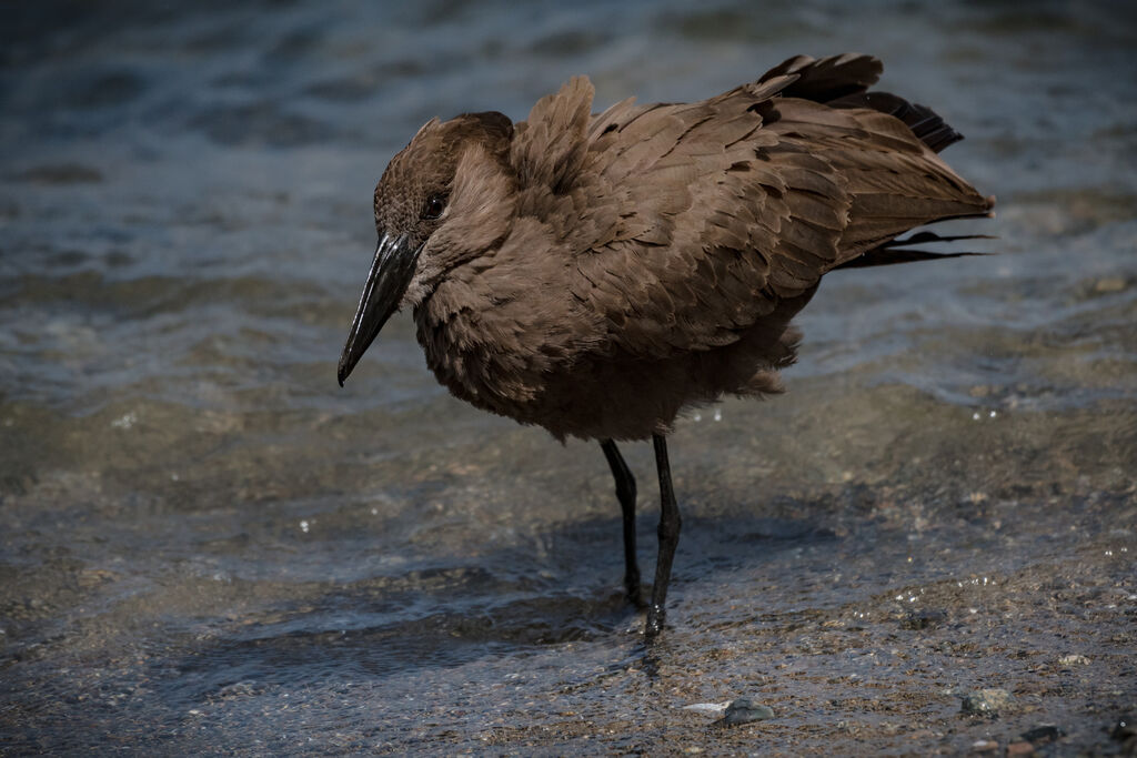 Hamerkop