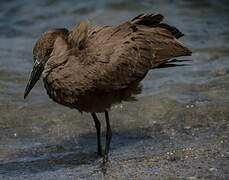 Hamerkop