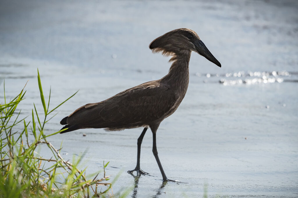 Hamerkop