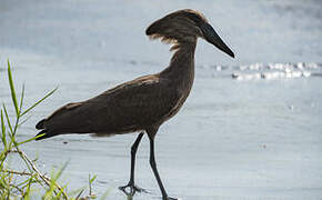 Hamerkop