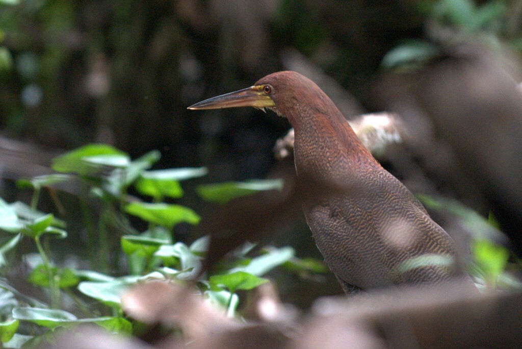 Rufescent Tiger Heron