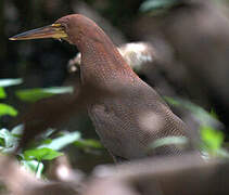 Rufescent Tiger Heron