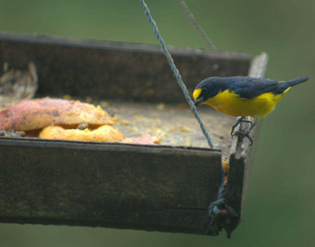 Yellow-throated Euphonia