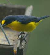 Yellow-throated Euphonia