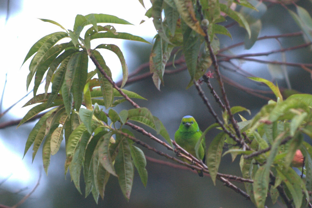 Golden-browed Chlorophonia