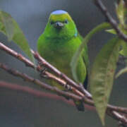 Golden-browed Chlorophonia