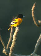 Baltimore Oriole