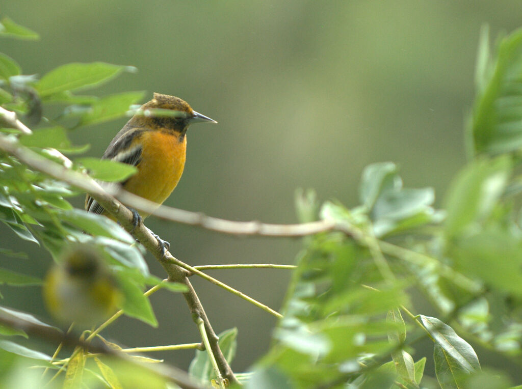 Oriole du Nord