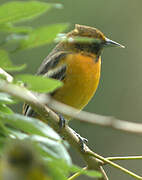 Baltimore Oriole