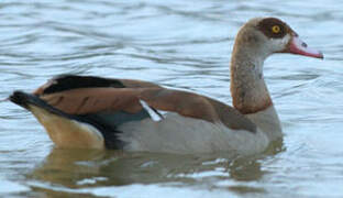 Egyptian Goose