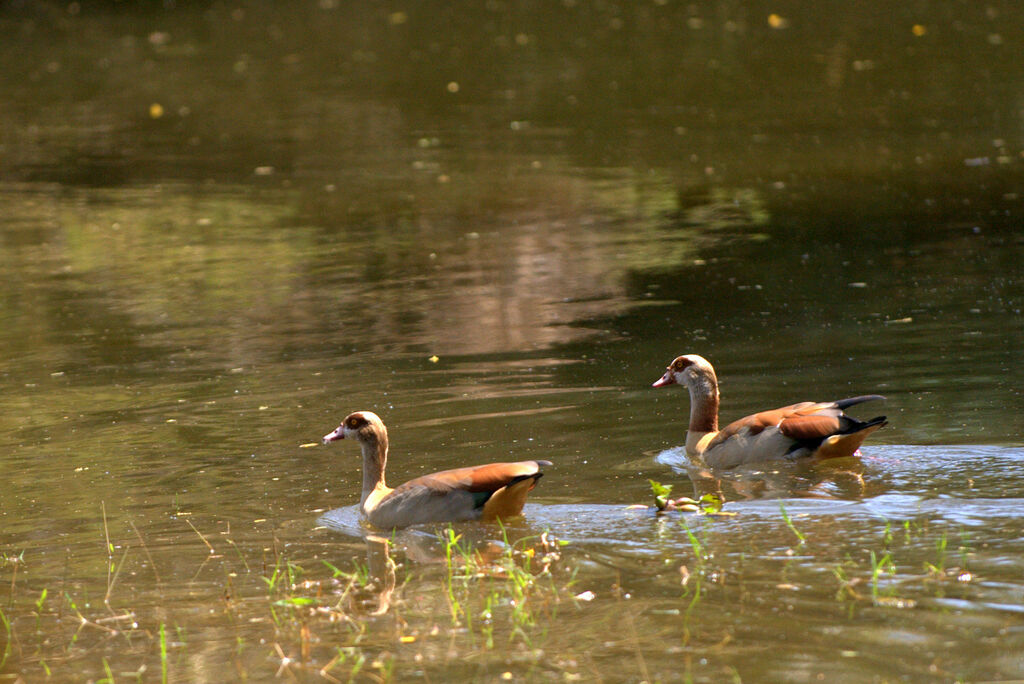 Egyptian Goose