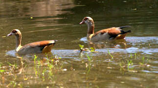 Egyptian Goose