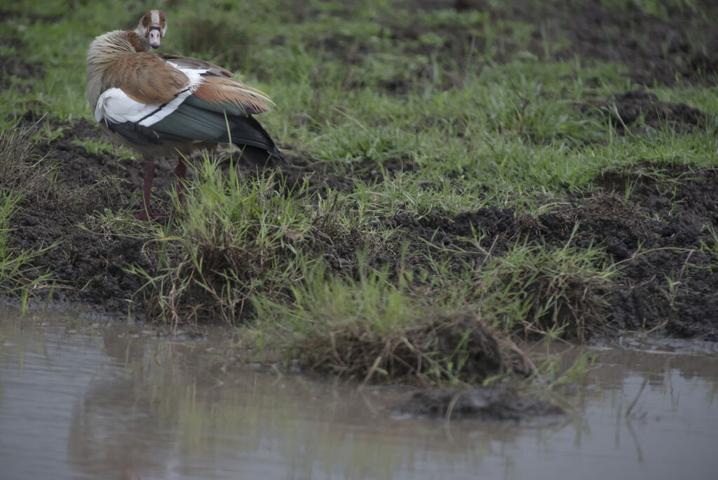 Egyptian Goose