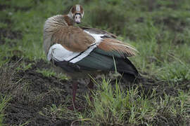 Egyptian Goose