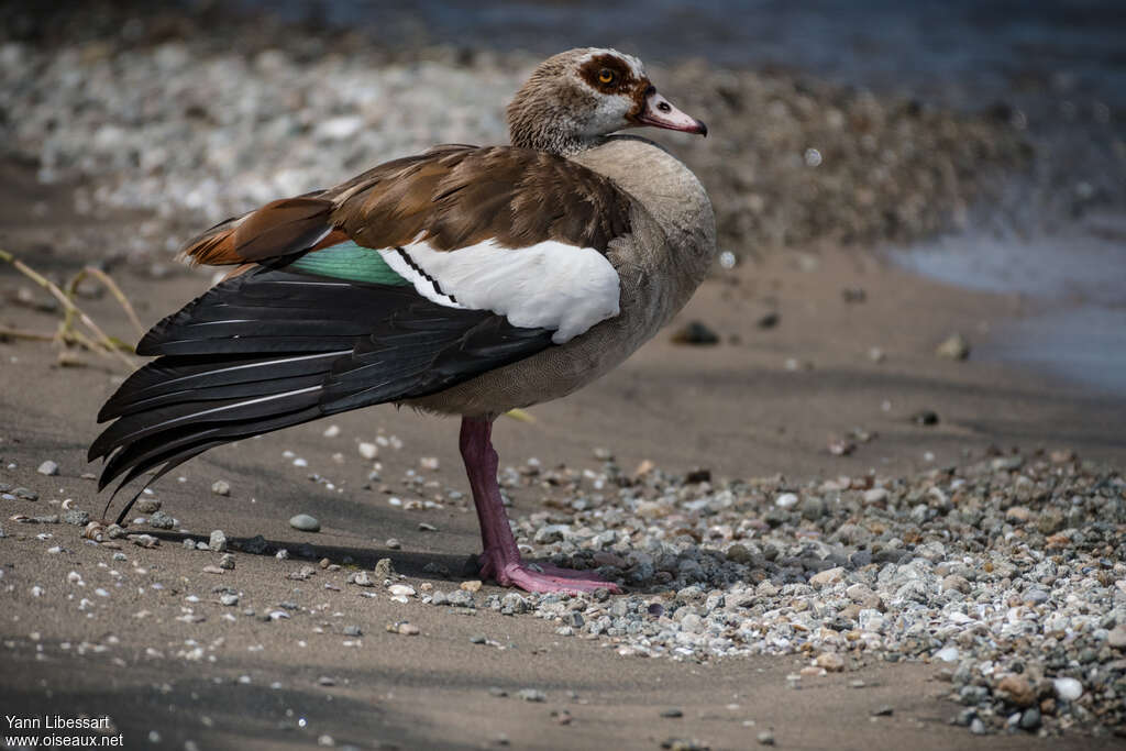 Egyptian Gooseadult, identification, pigmentation