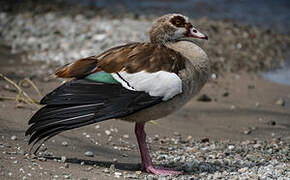 Egyptian Goose