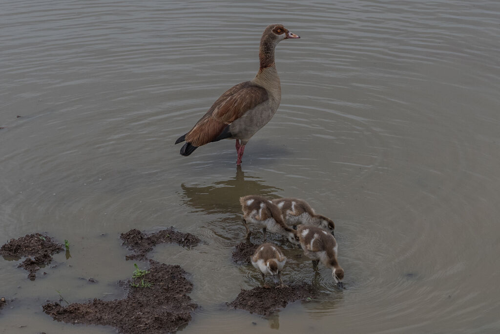 Egyptian Goose