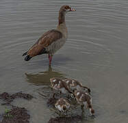 Egyptian Goose