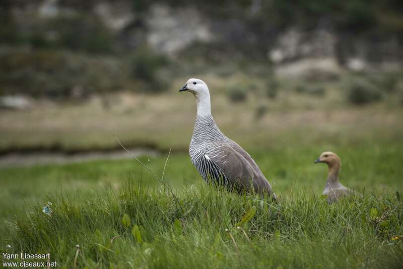 Upland Goose, identification
