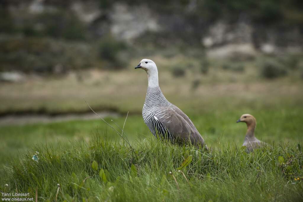 Upland Goose, identification