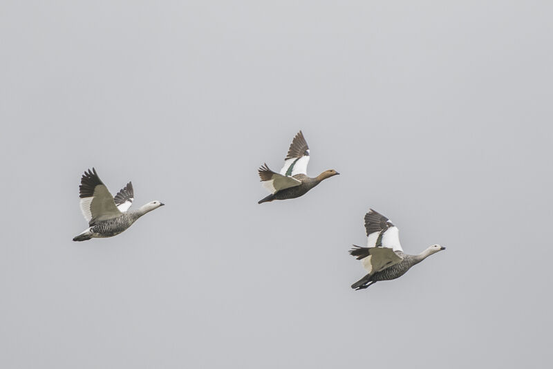 Upland Goose, Flight