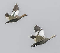 Upland Goose