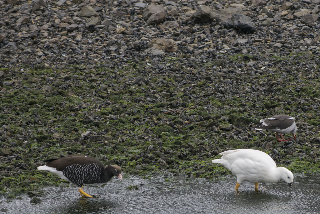 Kelp Goose