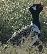 Northern Black Korhaan