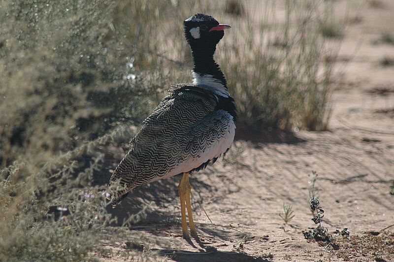 Northern Black Korhaan