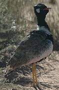 Northern Black Korhaan