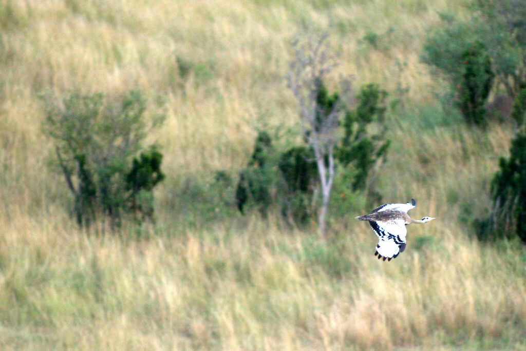 Black-bellied Bustard