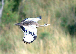 Black-bellied Bustard