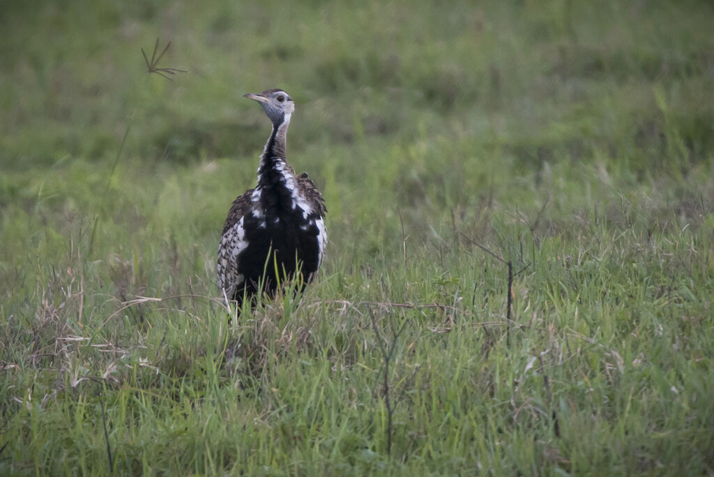 Black-bellied Bustard