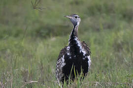 Black-bellied Bustard