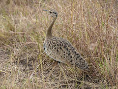 Black-bellied Bustard