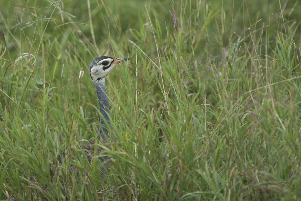 White-bellied Bustard