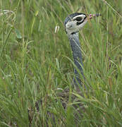 White-bellied Bustard