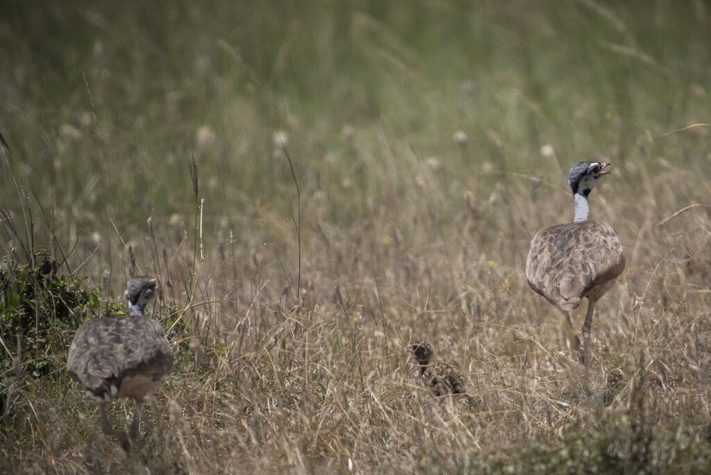 White-bellied Bustard