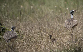 White-bellied Bustard