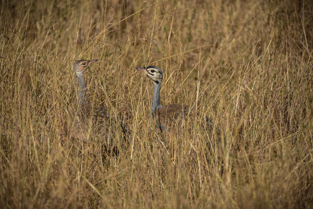 White-bellied Bustard