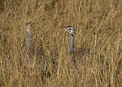 White-bellied Bustard