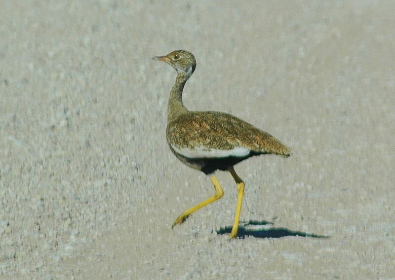 Red-crested Korhaan