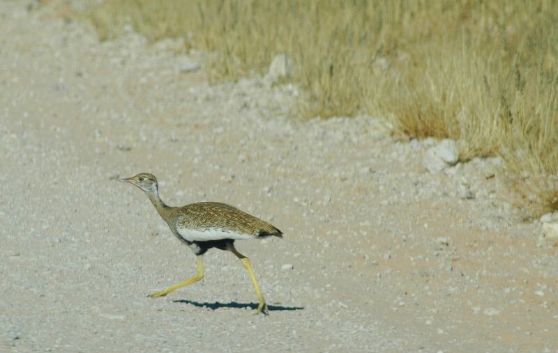 Red-crested Korhaan