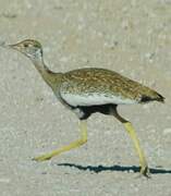 Red-crested Korhaan