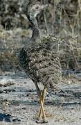 Red-crested Korhaan